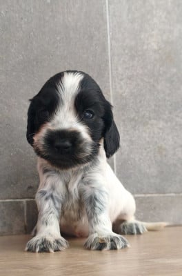 Les chiots de Cocker Spaniel Anglais
