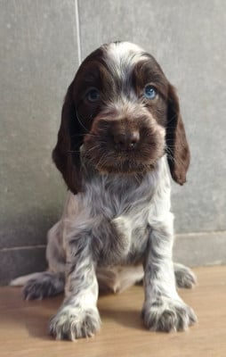 Les chiots de Cocker Spaniel Anglais