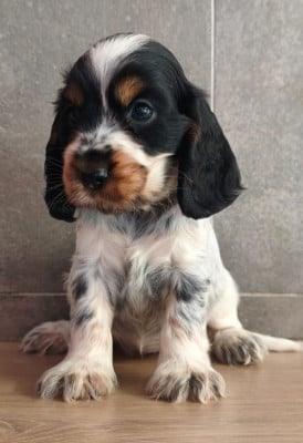 Les chiots de Cocker Spaniel Anglais