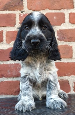 Les chiots de Cocker Spaniel Anglais
