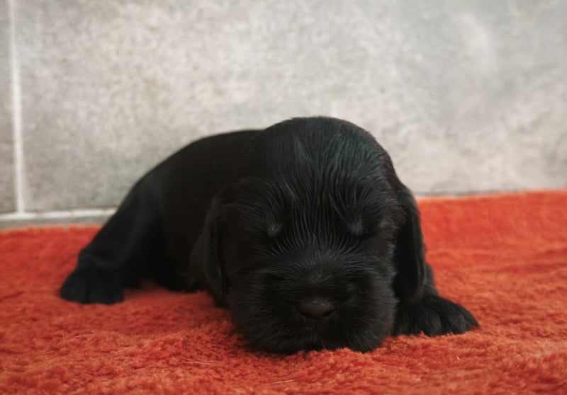 Cocker Spaniel Anglais - Du Royaume De Lecki