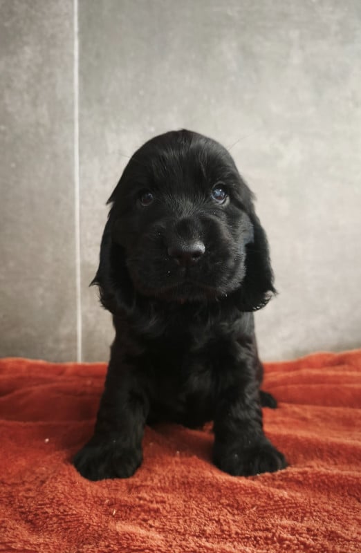 Cocker Spaniel Anglais - Du Royaume De Lecki