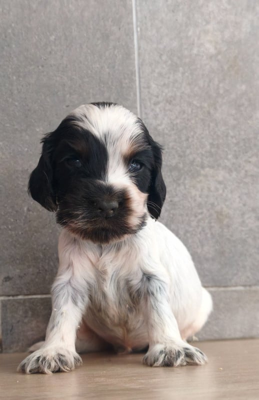 Cocker Spaniel Anglais - Du Royaume De Lecki