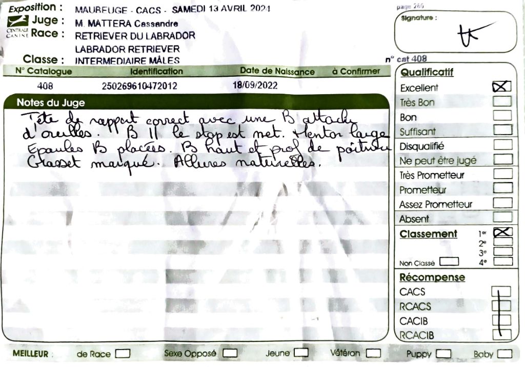 True bad boy du pré de l'égvonne - 1er Excellent (Classe Intermédiaire)