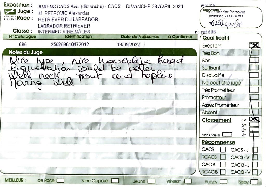 True bad boy du pré de l'égvonne - 1er Excellent (Classe Intermédiaire)