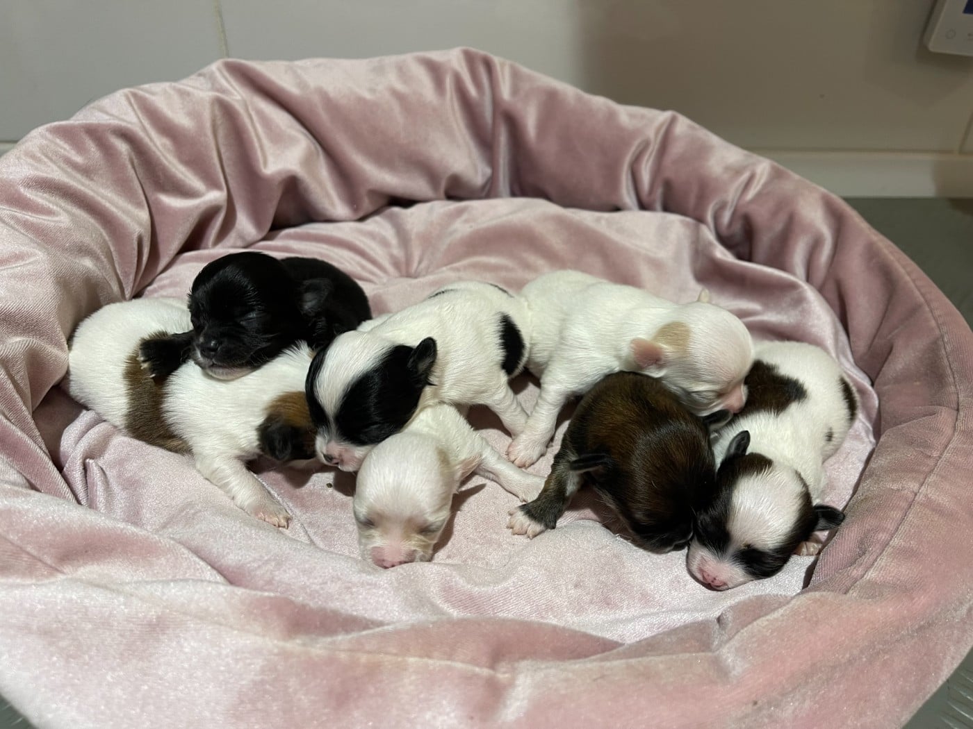 Chihuahua - Des Etoiles De Nice