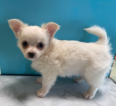 Les chiots de Chihuahua