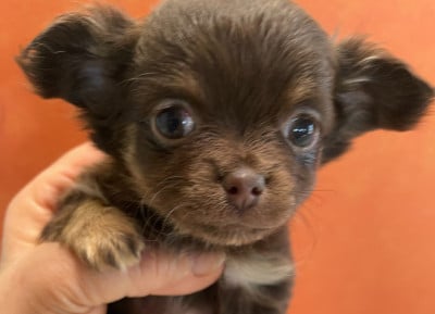 Les chiots de Chihuahua