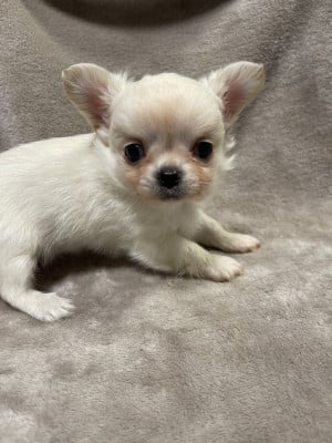 Les chiots de Chihuahua