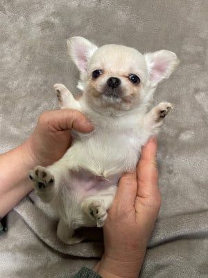 Les chiots de Chihuahua