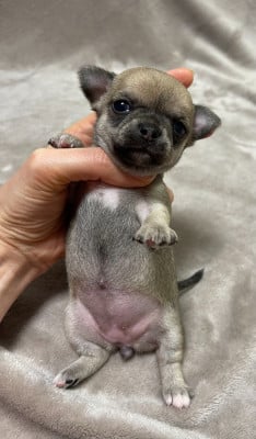 Les chiots de Chihuahua