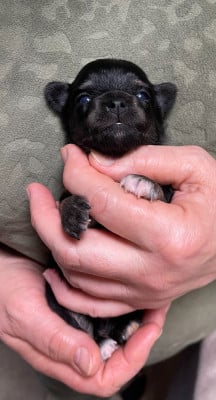 Les chiots de Chihuahua