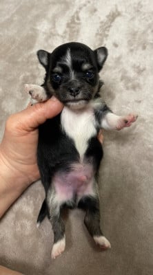 Les chiots de Chihuahua