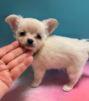 Les chiots de Chihuahua