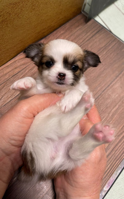 Les chiots de Chihuahua