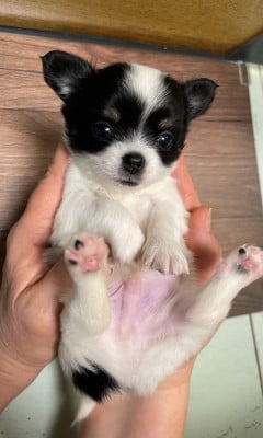 Les chiots de Chihuahua