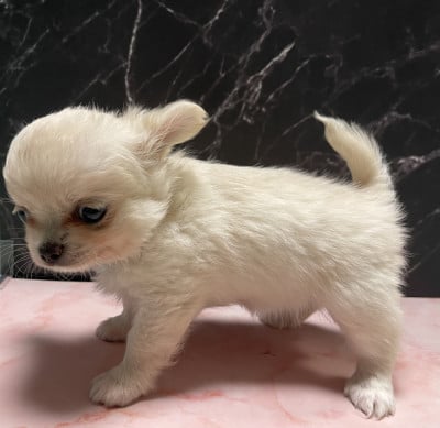 Les chiots de Chihuahua