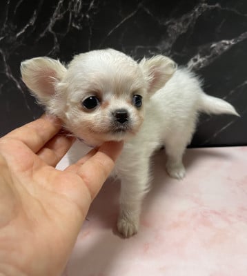 Les chiots de Chihuahua