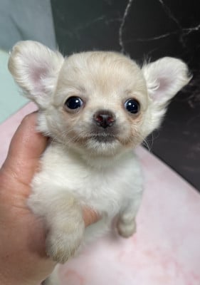 Les chiots de Chihuahua