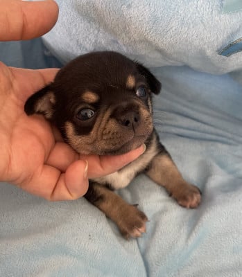 Les chiots de Chihuahua