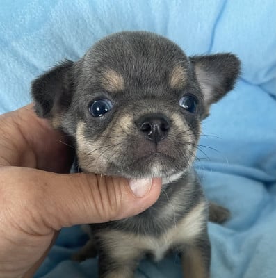 Les chiots de Chihuahua