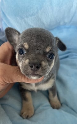 Les chiots de Chihuahua