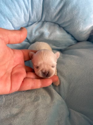 Les chiots de Chihuahua