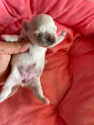 Les chiots de Chihuahua