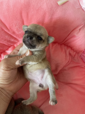 Les chiots de Chihuahua