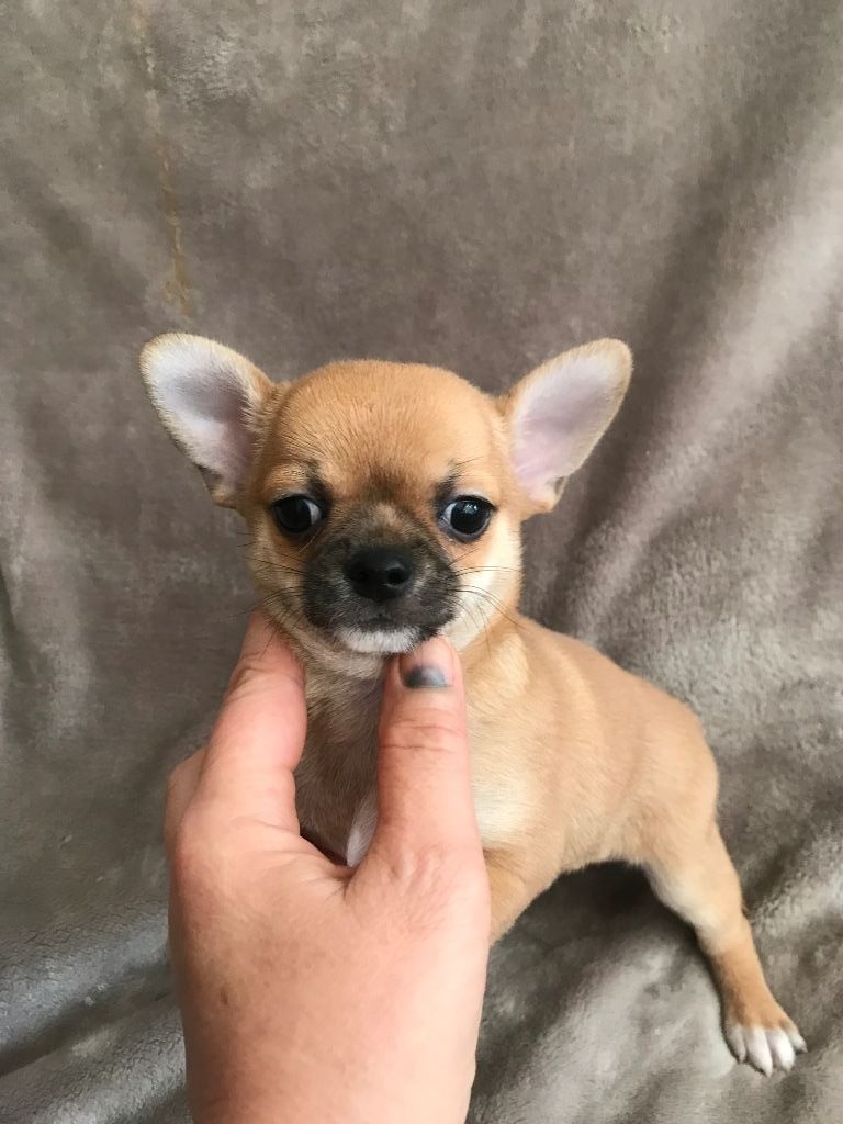 Chiot Chihuahua, PABLO, mâle disponible en Provence Alpes