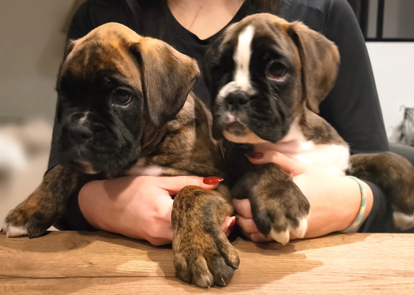 Boxer - Du Reflet De Lune