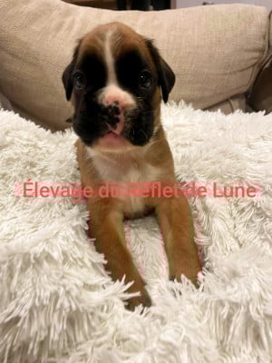 Les chiots de Boxer