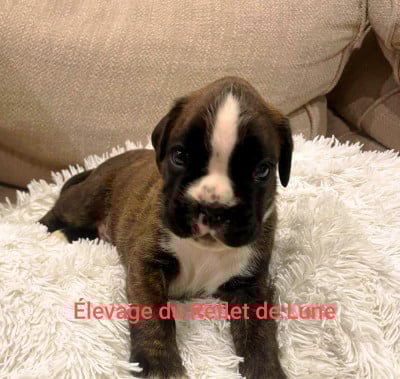 Les chiots de Boxer