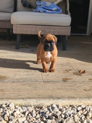 Les chiots de Boxer