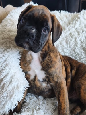 Les chiots de Boxer