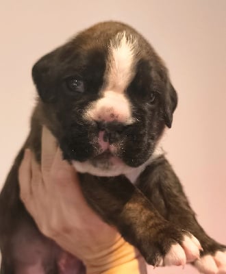 Les chiots de Boxer