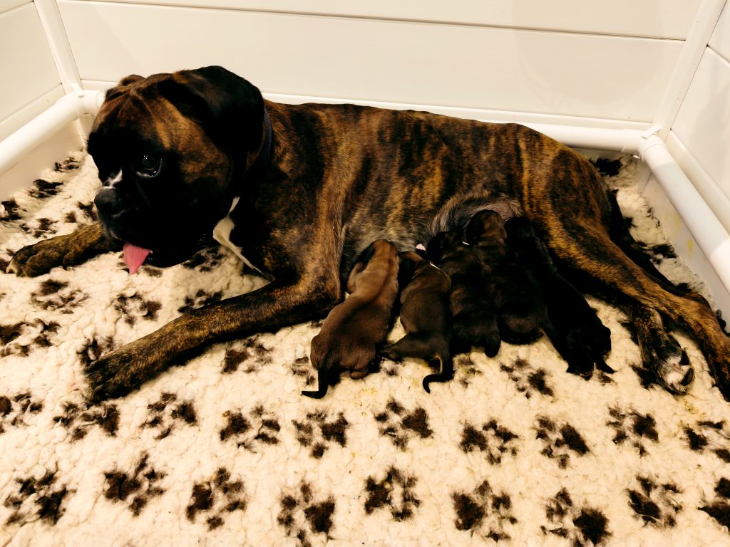 Boxer - Du Reflet De Lune