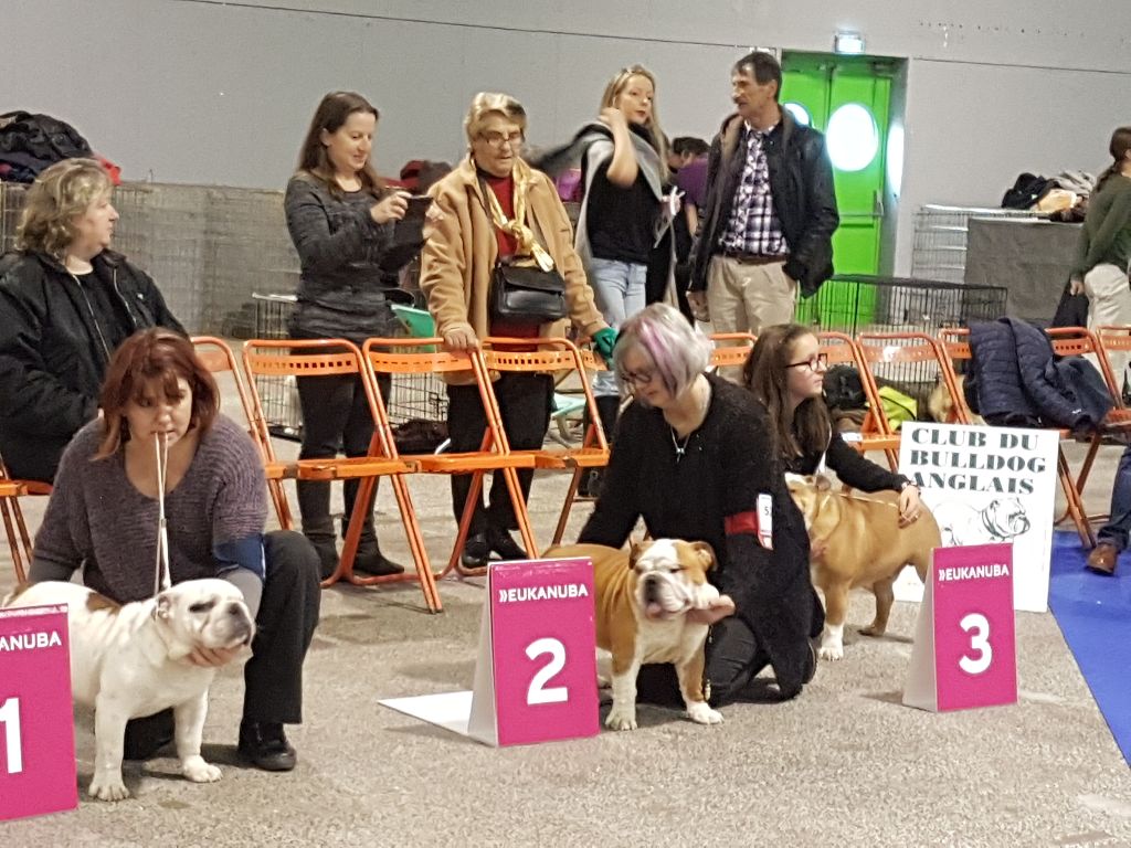 Gentle giant Nobozz - Trsa prometteur