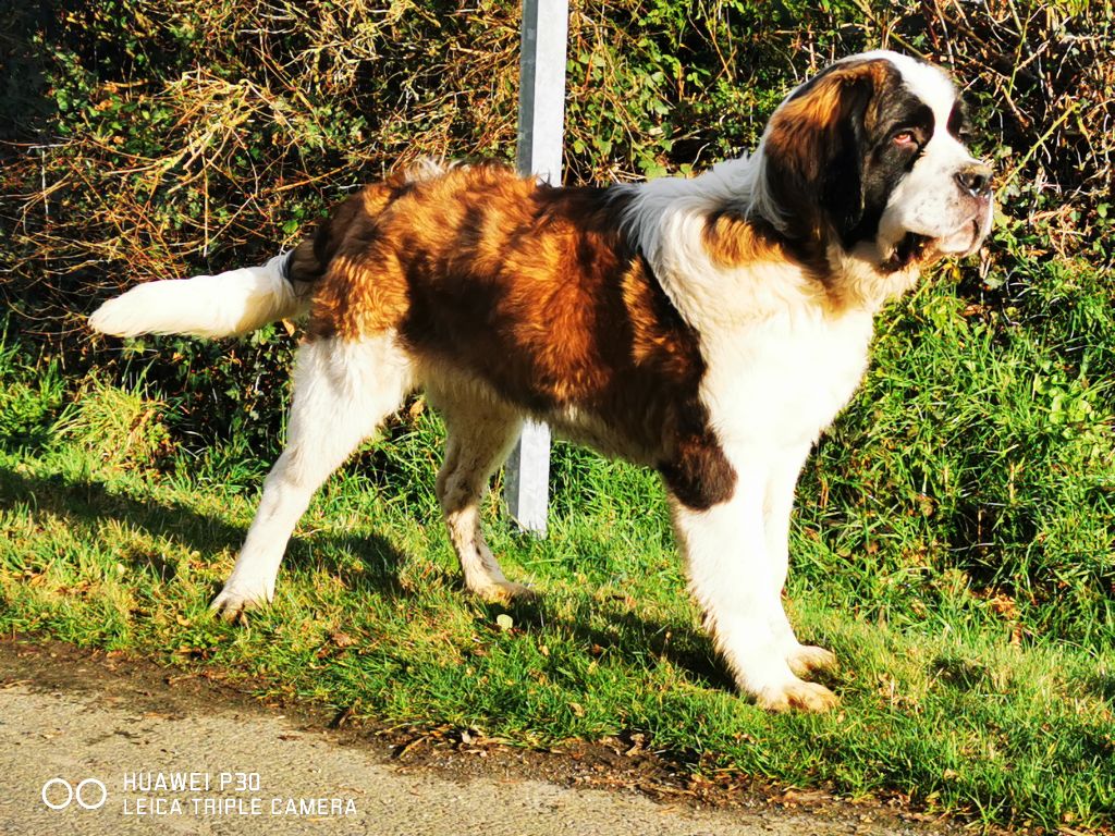 Publication : Des Iles Aux Falaises Auteur : Lucie