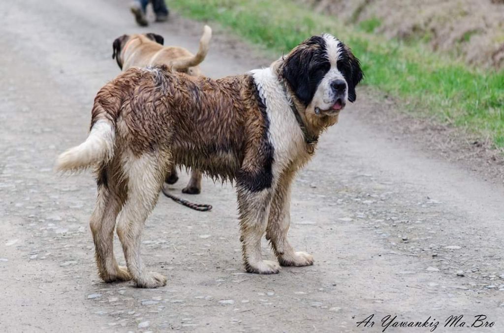 Publication : Des Iles Aux Falaises Auteur : Lucie