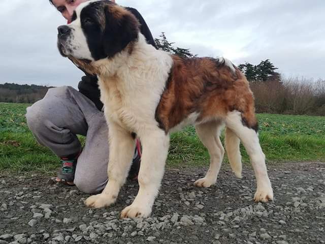 Publication : Des Iles Aux Falaises Auteur : Lucie