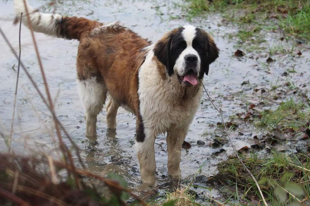 Publication : Des Iles Aux Falaises Auteur : Lucie