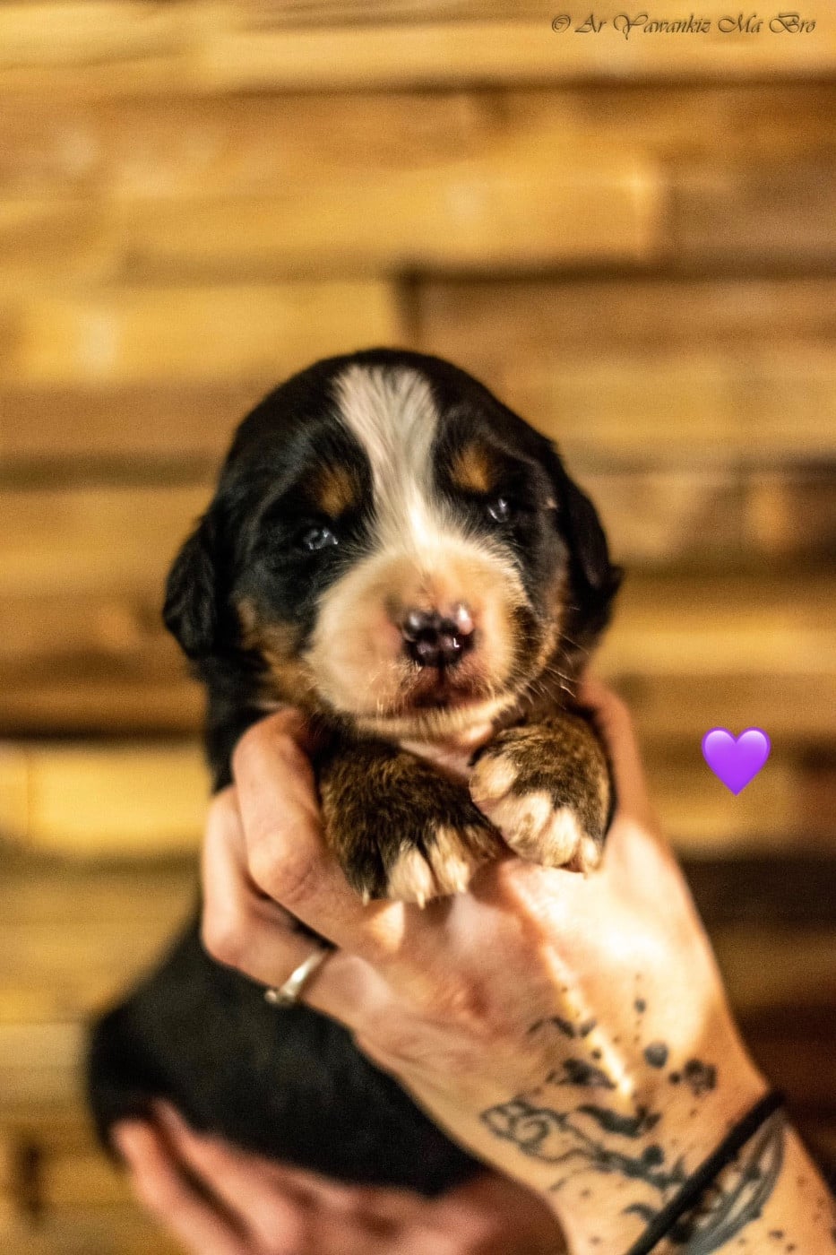 Alcaline Collier Violet