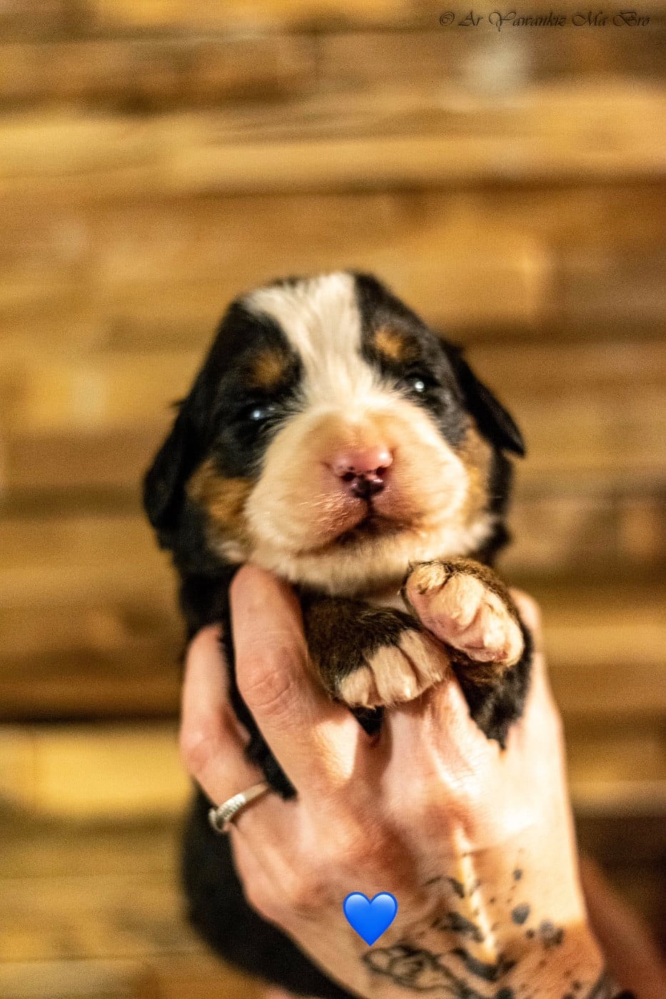 Alcatraz Collier Bleu