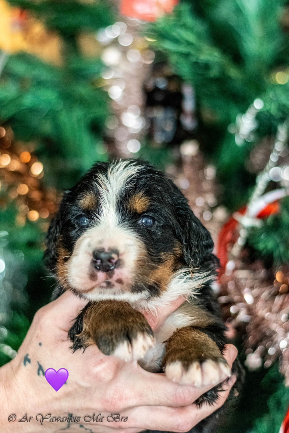 Alcaline Collier Violet