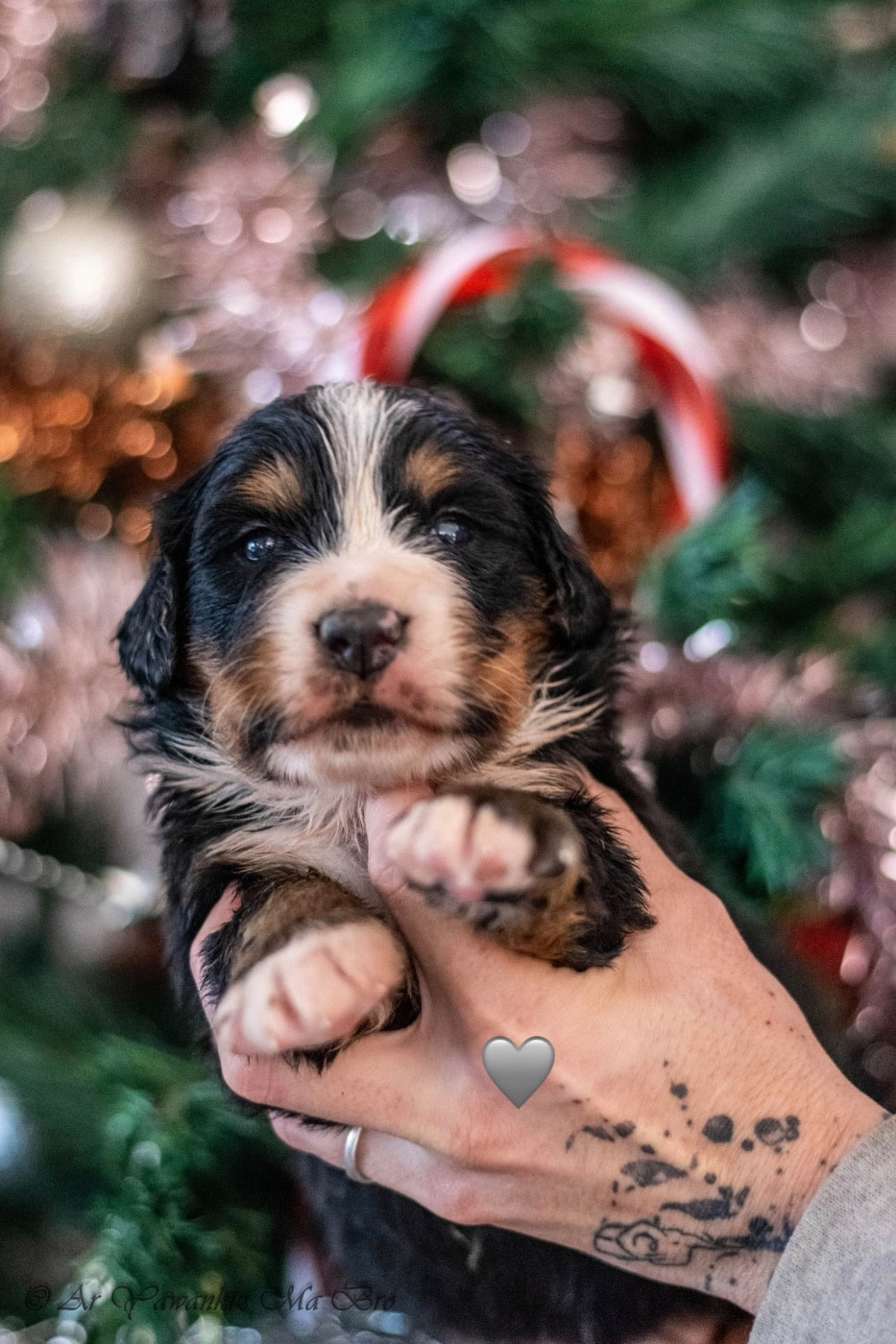 Aspirine Collier Gris