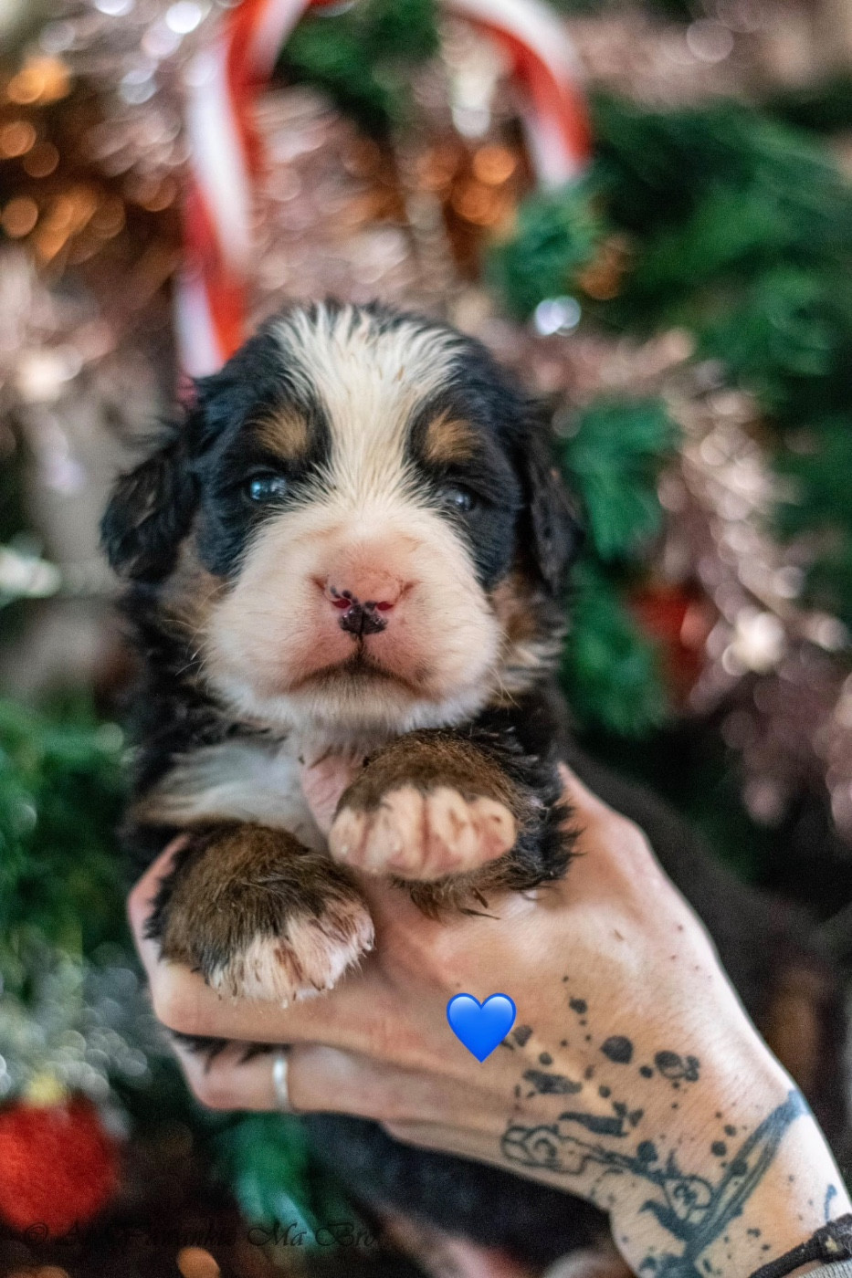Alcatraz Collier Bleu