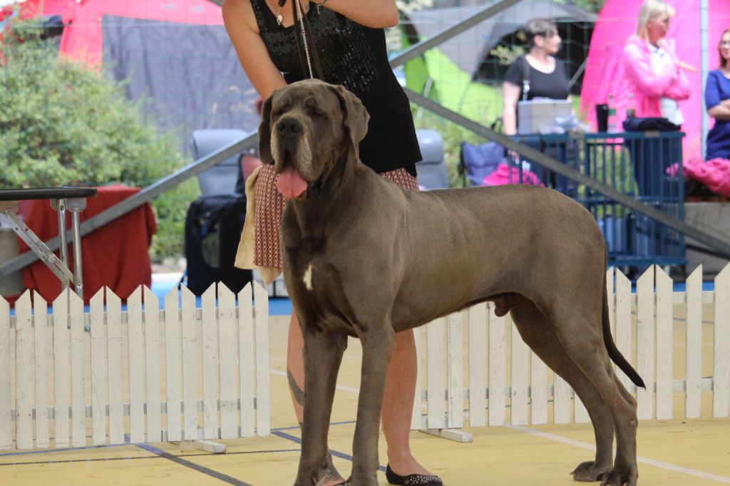 CH. Narco Des Iles Aux Falaises - 1ère Excellent CAC CACIB BOB