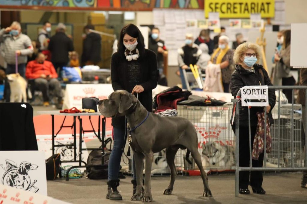 CH. Narco Des Iles Aux Falaises - 1er Très bon