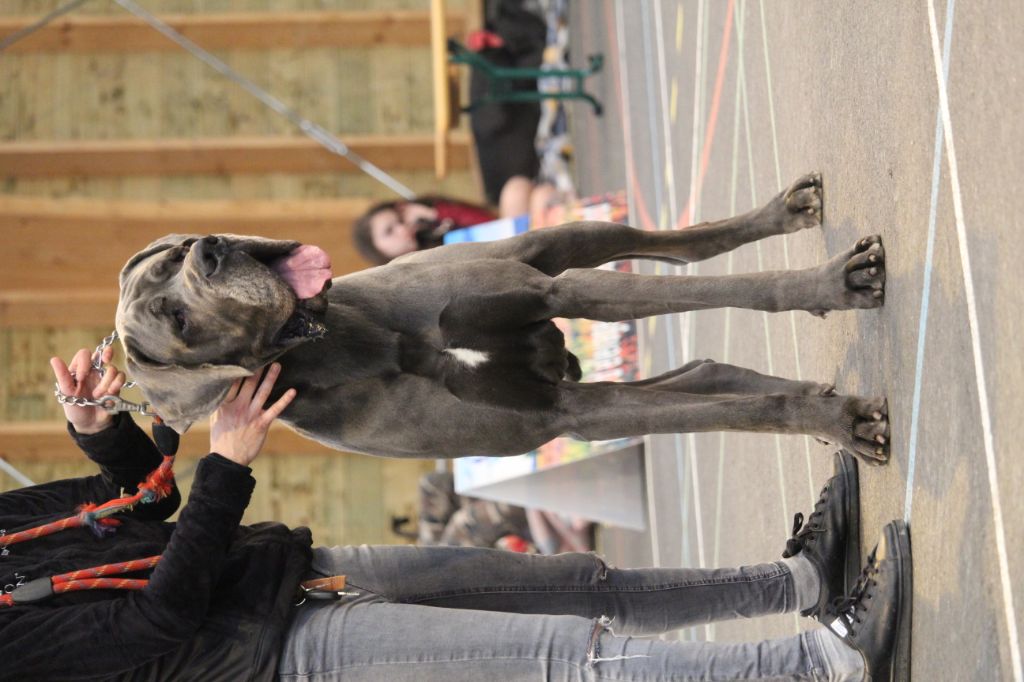 CH. Narco Des Iles Aux Falaises - 1ère Excellent + RH + EUDDC
